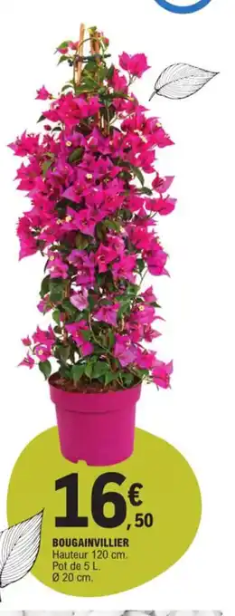 E.Leclerc Bougainvillier offre