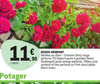 E.Leclerc Rosier grimpant offre