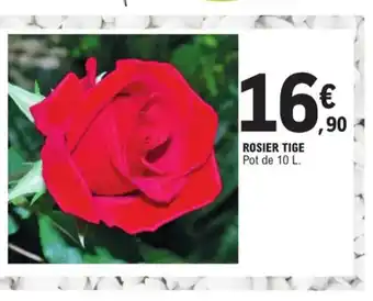 E.Leclerc Rosier tige offre