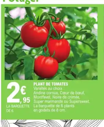 Plant de tomates