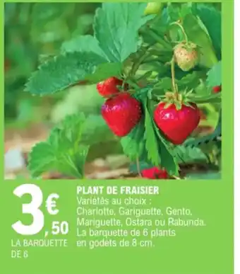 E.Leclerc Plant de fraisier offre