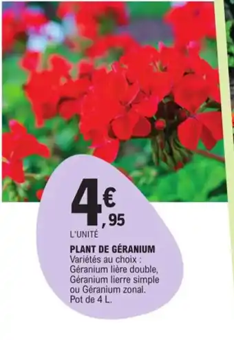 E.Leclerc Plante de geranium offre