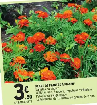 E.Leclerc Plante de plantes a massif offre