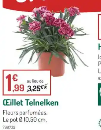 Botanic Oeillet telnelken offre