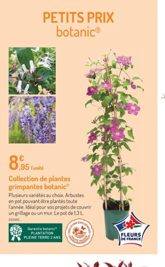 Botanic Collection de plantes grimpantes botanic offre