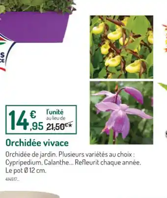 Orchidée vivace