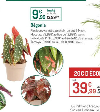 Botanic Begonia offre