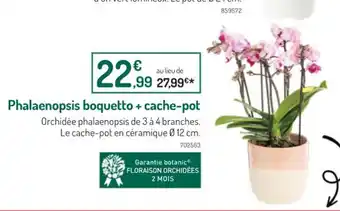 Botanic Phalaenopsis boquetto cache pot offre