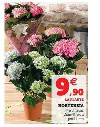 Hortensia