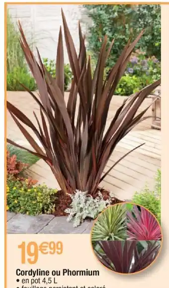 Cordyline ou phormium