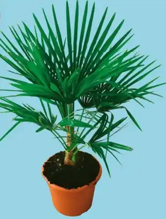 Auchan Chamaerops excelsa offre