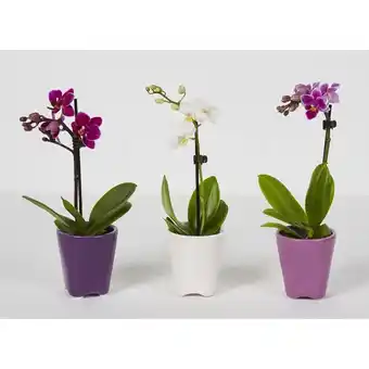 Auchan Orchidée 1 branche offre
