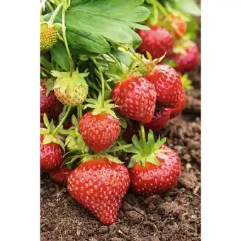 Fraisiers