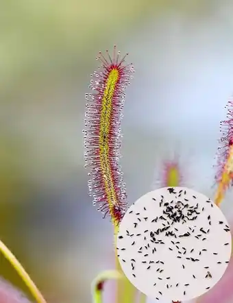 Karnivores - graines de drosera capensis caractéristique - 300 graines