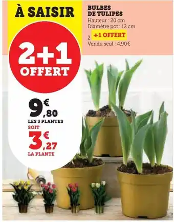 Bulbes de tulipes