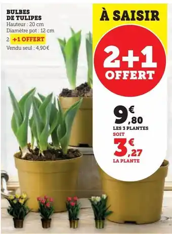 Super U Bulbes de tulipes offre