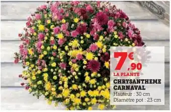 Chrysantheme carnaval