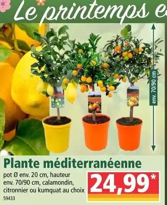 Norma Plante méditerranéenne offre