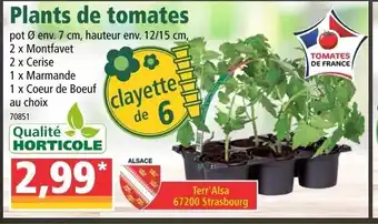 Norma Plants de tomates offre