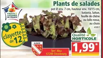 Plants de salades