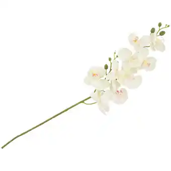 Orchidée sur tige
