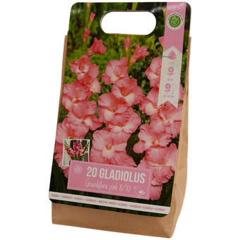 Action Bulbes de glaïeuls offre