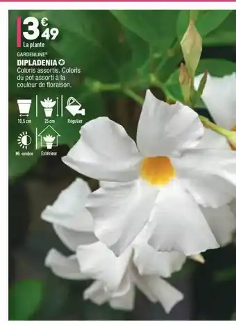 ALDI Dipladenia Gardenline offre