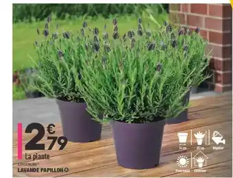 ALDI Lavande Papillon Gardenline offre