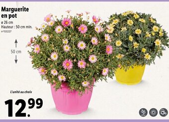 Lidl Marguerite en pot offre
