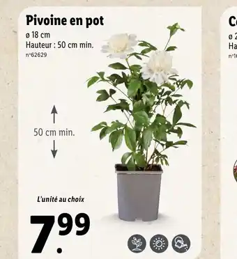 Lidl Pivoine en pot offre