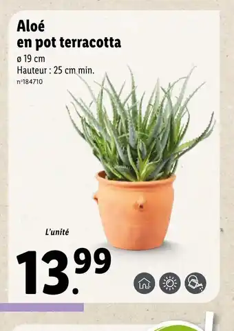 Lidl Aloe en pot terracotta offre