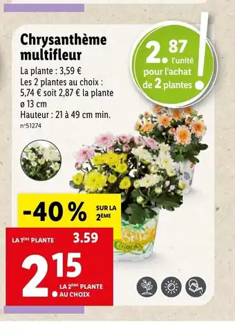 Chrysanthème multifleur