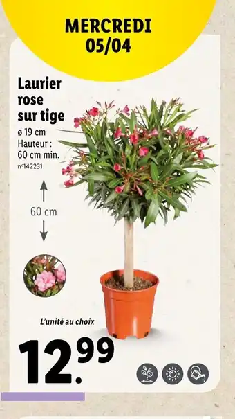 Lidl Laurier rose sur tige offre