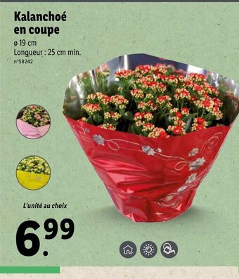 Lidl Kalanchoe en coupe offre