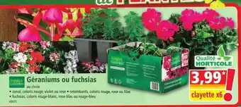 Géraniums Ou Fuchsias