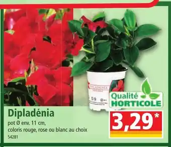 Norma Dipladénia offre