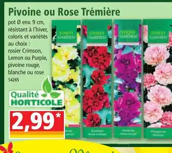 Norma Pivoine Ou Rose Trémiére offre