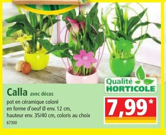 Norma Calla offre