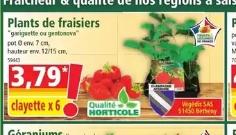 Norma Plants De Fraisiers offre