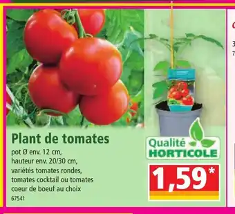 Norma Plant De Tomates offre
