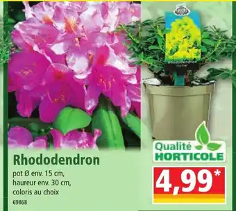 Norma Rhododendron offre