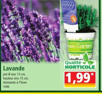 Norma Lavande offre