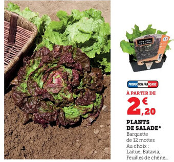 Super U Plants de Salade offre