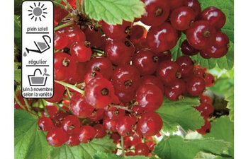 Super U Arbustes Petits Fruits offre