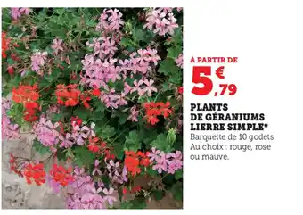 Super U Plants de Géraniums Lierre Simple offre
