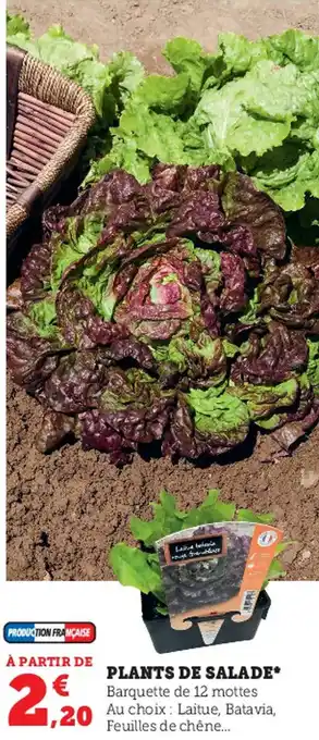 Super U Plants De Salade offre