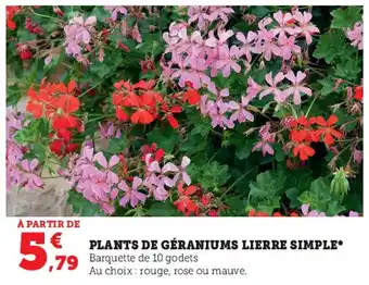 Super U Plants de Géraniums Lierre Simple offre