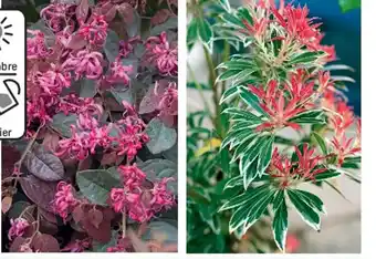 Super U Plantes A Floraison Précoce offre