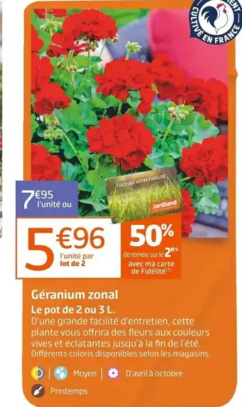 Géranium Zonal