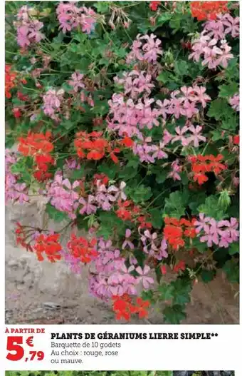 U Express Plants de géraniums lierre simple** offre